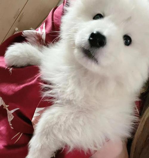 以细小好了之后吃什么？（恢复健康的饮食指南）