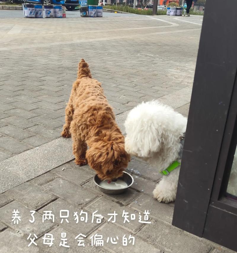选择适合父母的狗的重要性（以父母适合养什么狗为主题的综合指南）