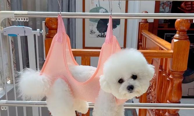 狗狗美容（探索狗狗美容的必备工具和技巧）