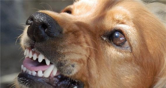 犬类特性之咬住东西不放的秘密（探索狗狗在固执咬住东西的行为背后的原因和解决办法）