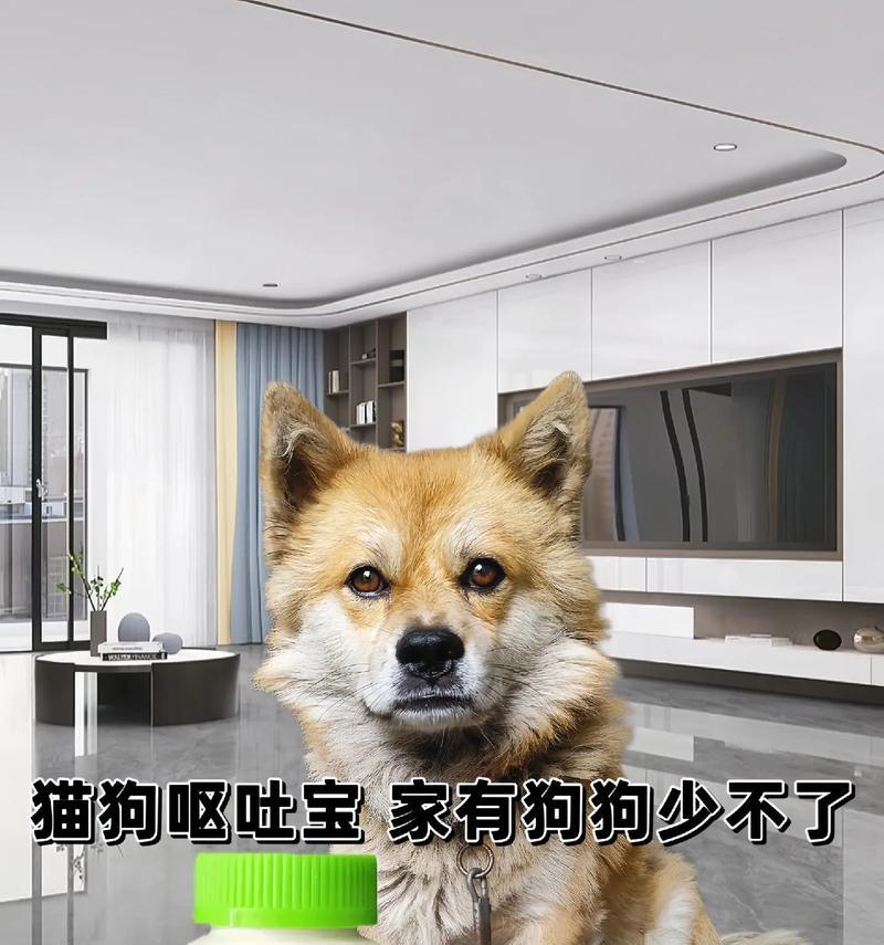 狗狗吐后应该吃什么？（了解适合狗狗吐后饮食的）