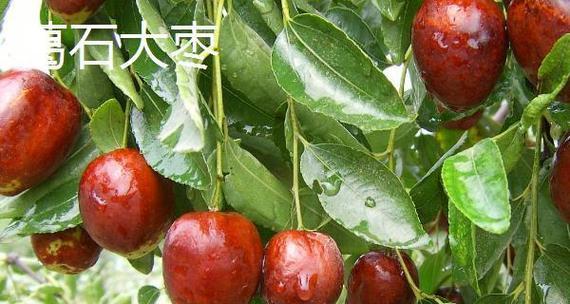 蟋蟀的水果口味大揭秘（揭开蟋蟀喜欢吃什么水果的秘密，让你的宠物吃得更健康！）