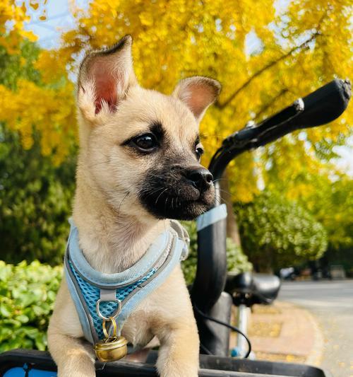 揭秘警犬的品种之谜（深入了解警犬的外貌与特征）
