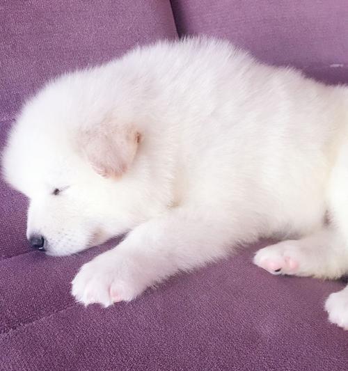 大白熊犬幼崽黄耳朵之谜（揭秘大白熊犬幼崽黄耳朵的原因与特点）