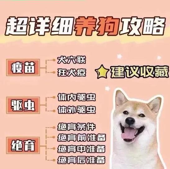 新手养狗必备（让你成为养狗高手的15个必备物品）