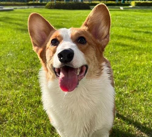 柯基犬命名指南（为你的柯基犬选择一个独特而好听的名字，让它成为你的亲密伙伴）