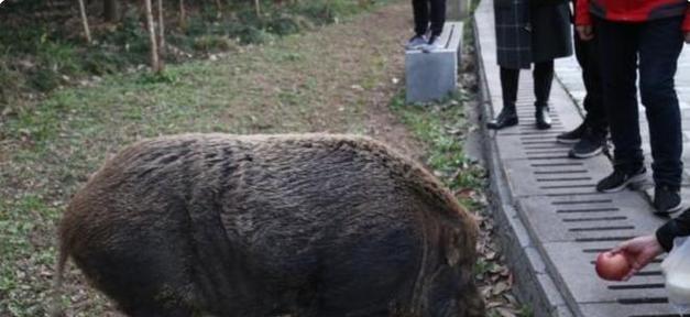 为什么宠物小猪怕人？（探究宠物小猪畏人的原因及解决方法）