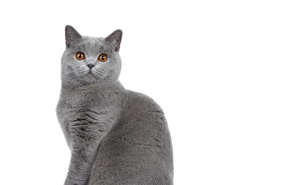 小猫尾巴放平的含义与表达（探寻小猫尾巴放平的行为与情感）