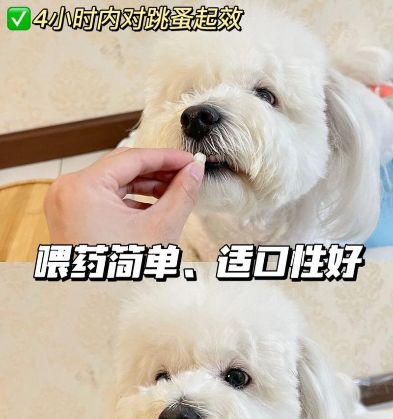 狗和长跳蚤（探索狗身上的长跳蚤）