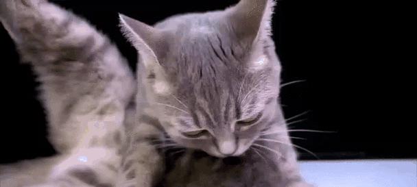 猫咬人的预兆（为什么猫会早上咬人？）