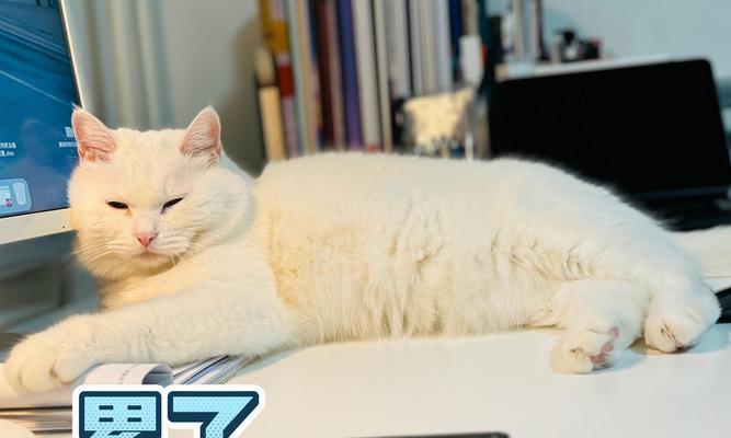 小猫为什么一直叫舔我？（探究小猫舔人行为的原因和意义）