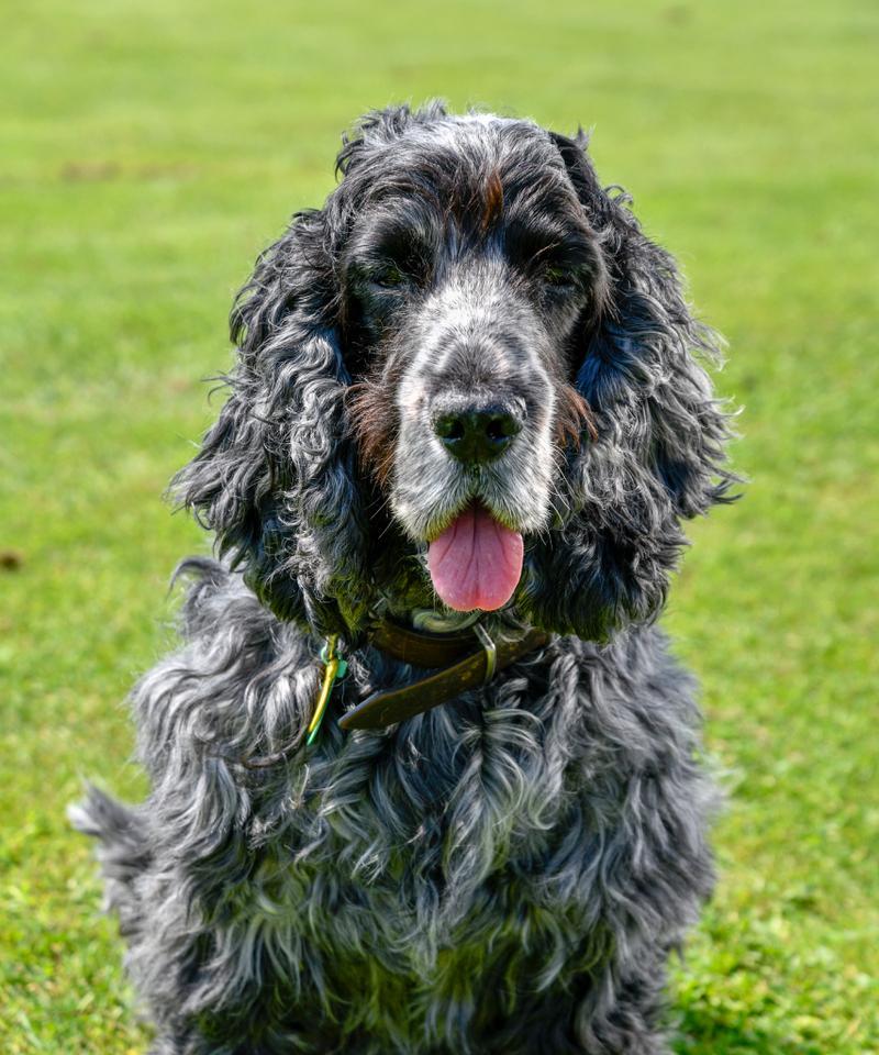 探索可鲁犬的个性与特点（可鲁犬的起源、外貌和性格特征）