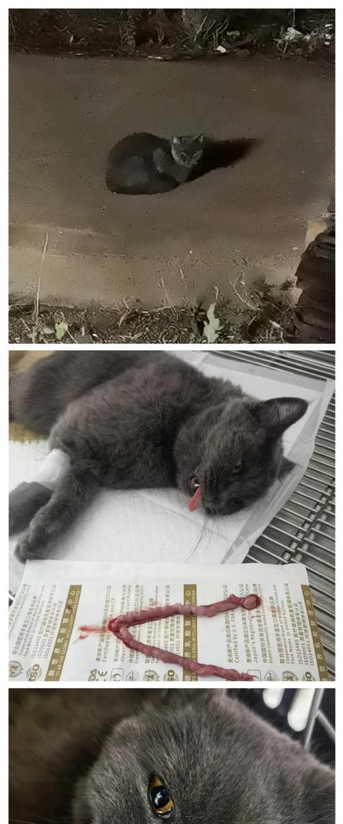 母猫绝育（为了宠物和家庭的健康，让我们一起支持绝育）
