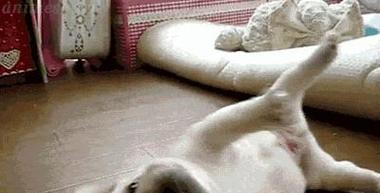 小狗为什么喜欢翻肚皮？（探索小狗翻肚皮的原因及其背后的含义）