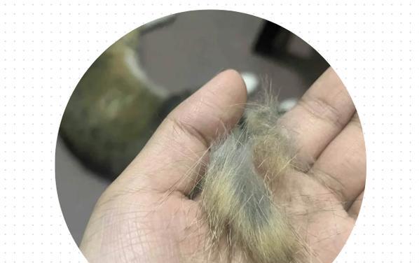 猫身上脱毛的原因及应对方法（揭秘猫咪为何频繁脱毛以及如何有效应对脱毛问题）