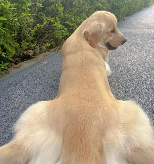 金毛犬的良好脾气（揭秘金毛犬独特的脾气特质及其原因）