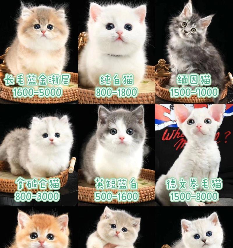 探索猫咪世界的神秘（品种猫的神秘之旅及其魅力解析）