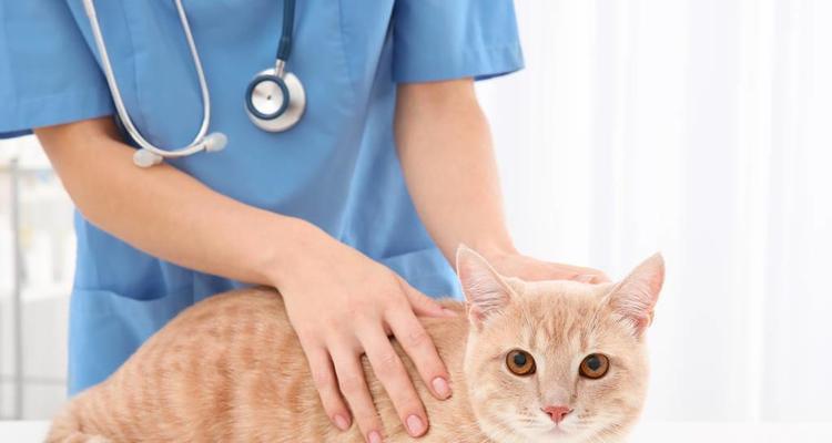 揭开猫哮喘的原因之谜（探寻猫哮喘背后的隐患）