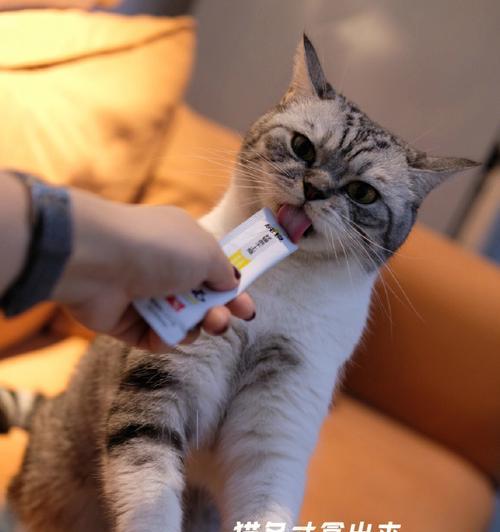 猫吃羊奶布丁的益处（宠物猫的健康与营养需求的重要性）