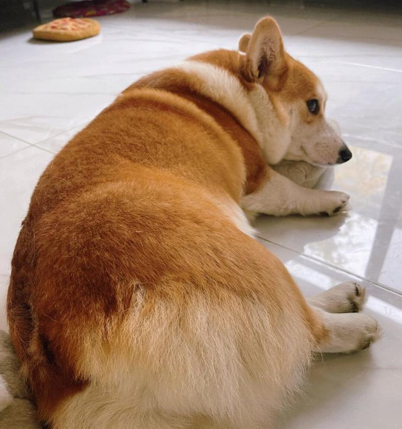 揭秘犬气味小之谜（如何让你家的爱犬散发清新香气？）
