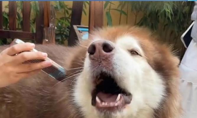 狗狗为什么喜欢听音乐？（探索狗狗与音乐的奇妙关系）
