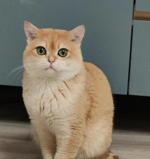 探究猫得腹膜炎的原因与预防措施（为何猫会患上腹膜炎？如何有效预防？）