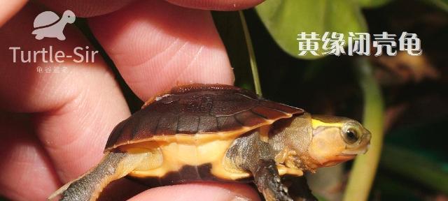 养黄缘所需证件及申请流程（详解养黄缘的证明文件和办理要点）