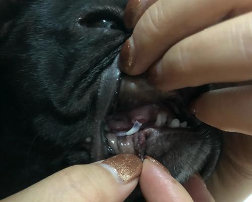如何喂养掉了牙齿的狗狗（维持狗狗健康和营养摄取的最佳方式）