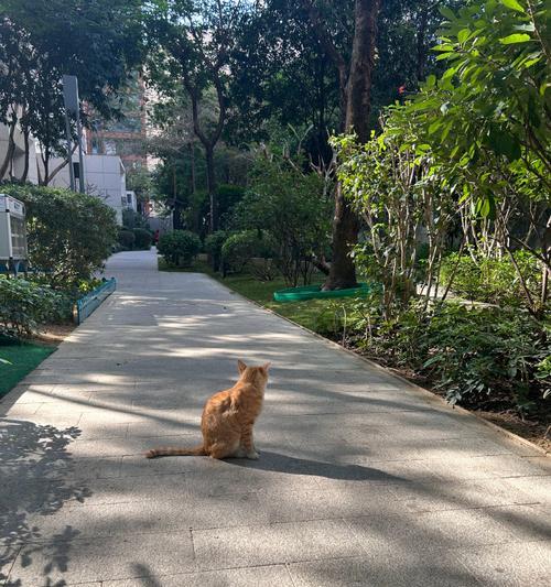 猫为什么不喜欢晒太阳？（探究猫咪对晒太阳的厌恶原因）
