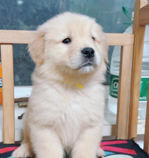 如何通过饮食提高金毛犬毛量（用对饮食提高金毛犬毛量）