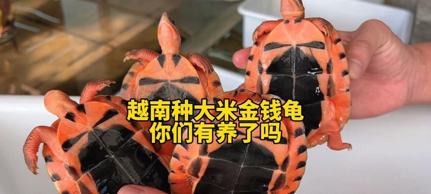 金钱龟的寓意与象征意义（财富、长寿与福祉之鼓舞）