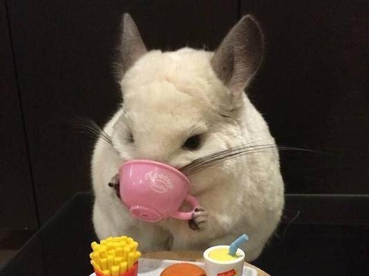 龙猫的叫声之谜（探索龙猫叫声的奥秘）