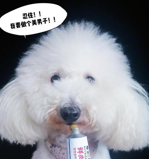 金毛宠物狗如何补充营养（为你的金毛提供健康饮食，让它活力四射）