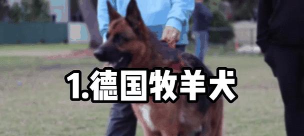 男人应该养什么狗？（男性适合养的狗的特点与选择）
