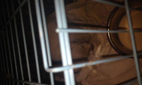 狗的身体状况如何检查（通过观察和体检了解狗的健康状况）