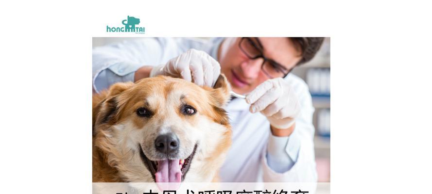 狗狗呼吸（确保狗狗安全的呼吸操作）