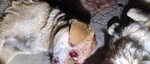 宠物犬死亡的意义（当我们失去爱宠，我们失去了什么？）