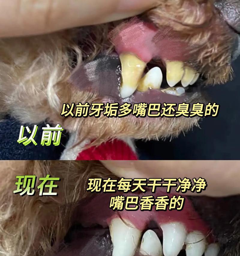 给狗狗刷牙的好处（养成刷牙习惯，预防牙齿问题）