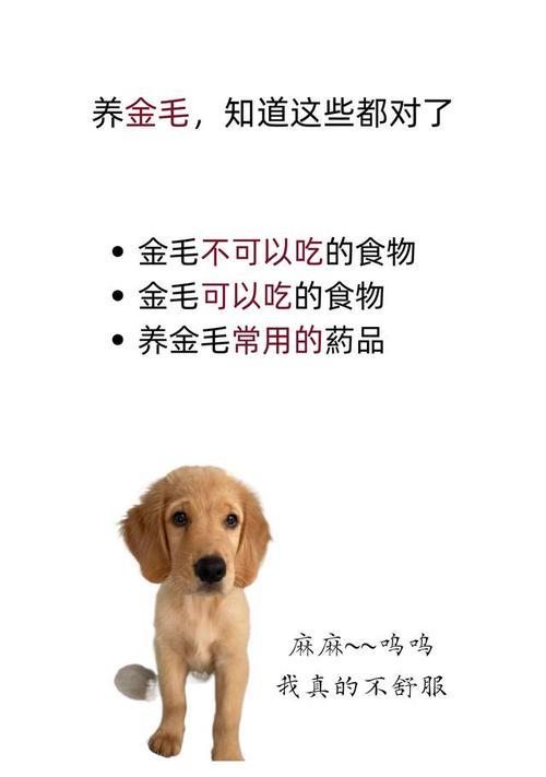 如何为金毛治疗皮肤病（金毛皮肤病的饮食注意事项）