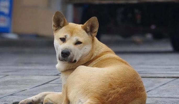 狗狗养育之必须注射的疫苗（了解狗狗应该接种的疫苗种类及重要性）