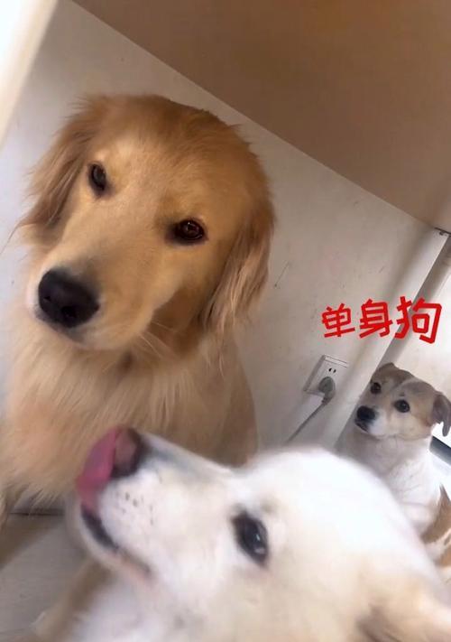 萨摩为什么会变黄？（探索萨摩变黄的原因和影响）