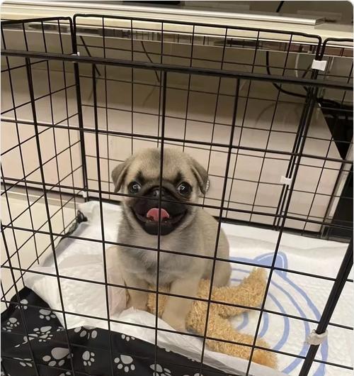 以巴哥幼犬的驱虫药选择与注意事项（为幼犬选择最适合的驱虫药，确保健康成长）