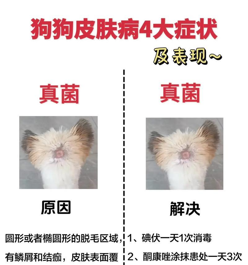 狗狗感染真菌的症状、治疗与预防方法（探索真菌感染对狗狗健康的影响及应对之策）