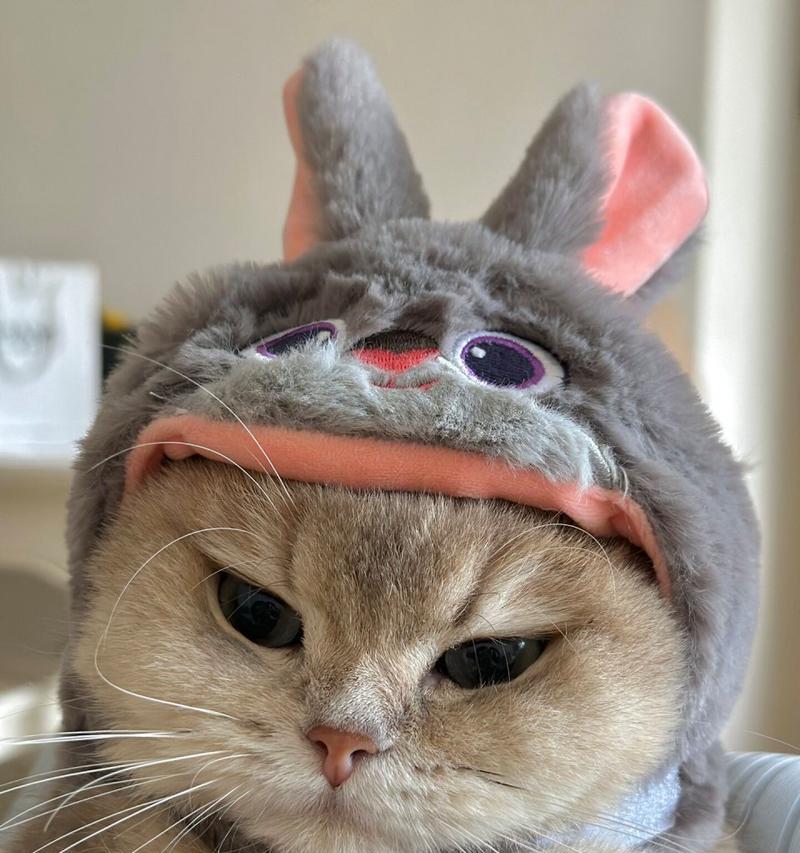 渐层猫小时候的可爱模样（迷人的毛色渐变与调皮顽皮的行为特点）