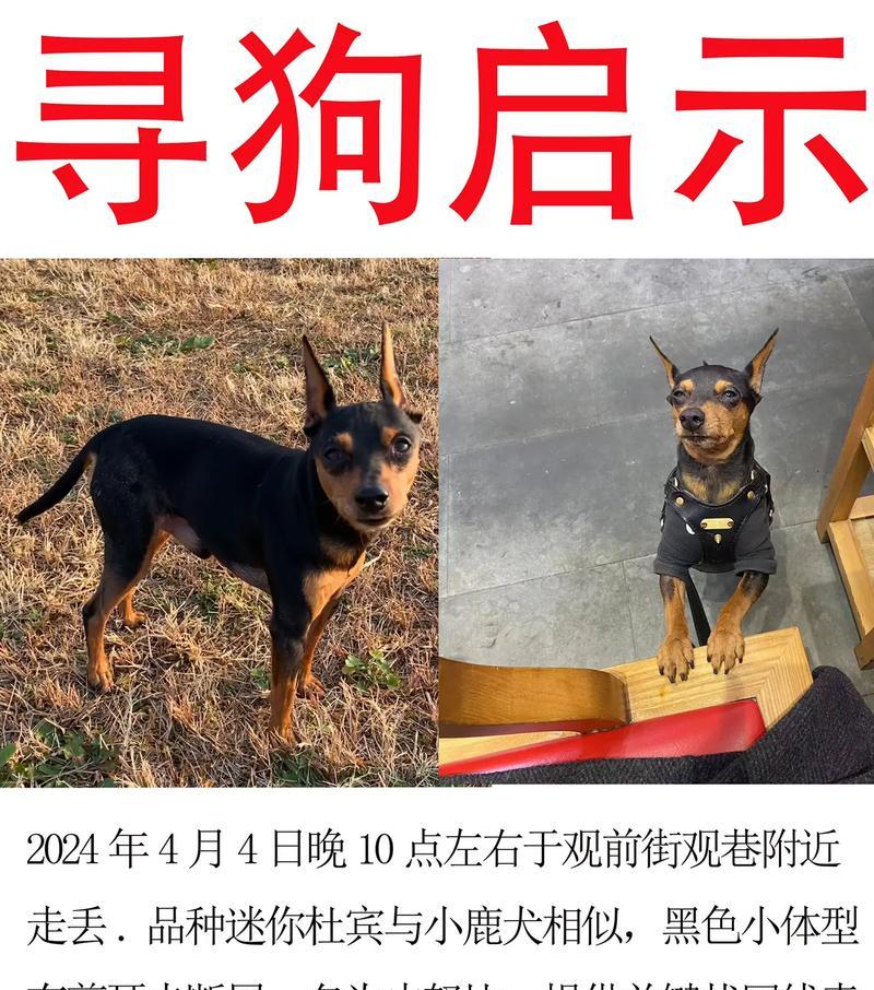 犬用芯片的重要性（提高宠物安全的关键技术）