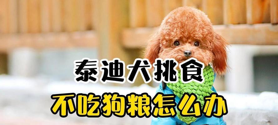 泰迪犬的最佳饲喂时间探秘（揭秘泰迪犬短吃狗粮的最佳时间）