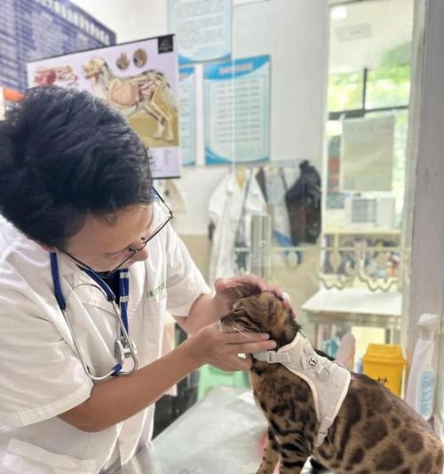 猫咪为什么会甩头？（探究猫咪甩头的原因及其行为的意义）