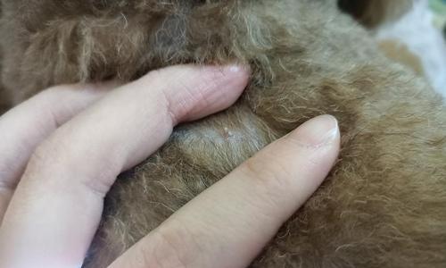 小狗身上的白色虫子是什么？（了解小狗身上的白色虫子的种类和治疗方法）