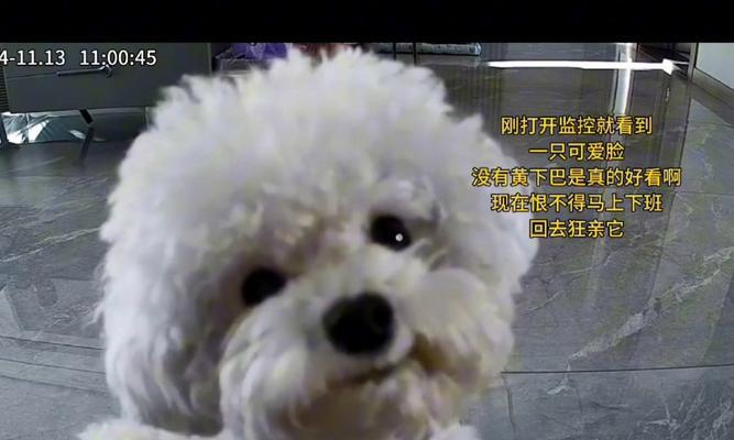 揭秘比熊为何总喜欢咬东西（探索比熊咬东西的原因和解决办法）