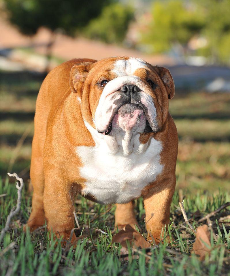 英国斗牛犬（了解这一古老犬种的历史、特征和性格特点）